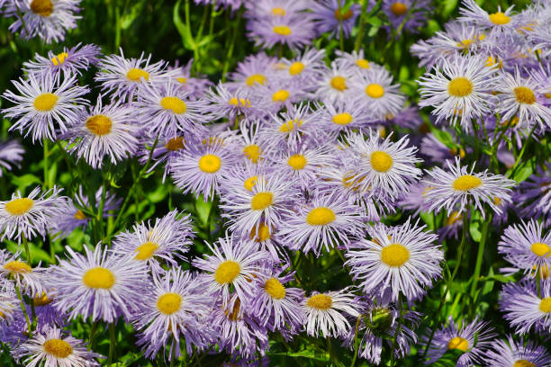 High germination Blue Erigeron seeds