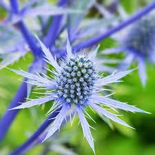 Blue Eryngium Planum flower seeds for planting