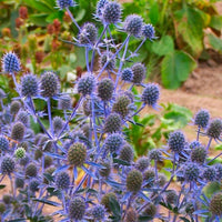 Ornamental Blue Eryngium Alpinum plant for gardens