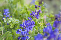 High germination Blue False Indigo seeds