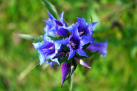 Blue Gentiana Dahurica flower seeds for spring planting