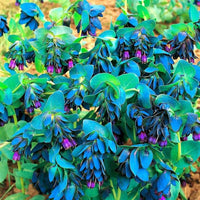 Blue Gibraltar in rock garden planting