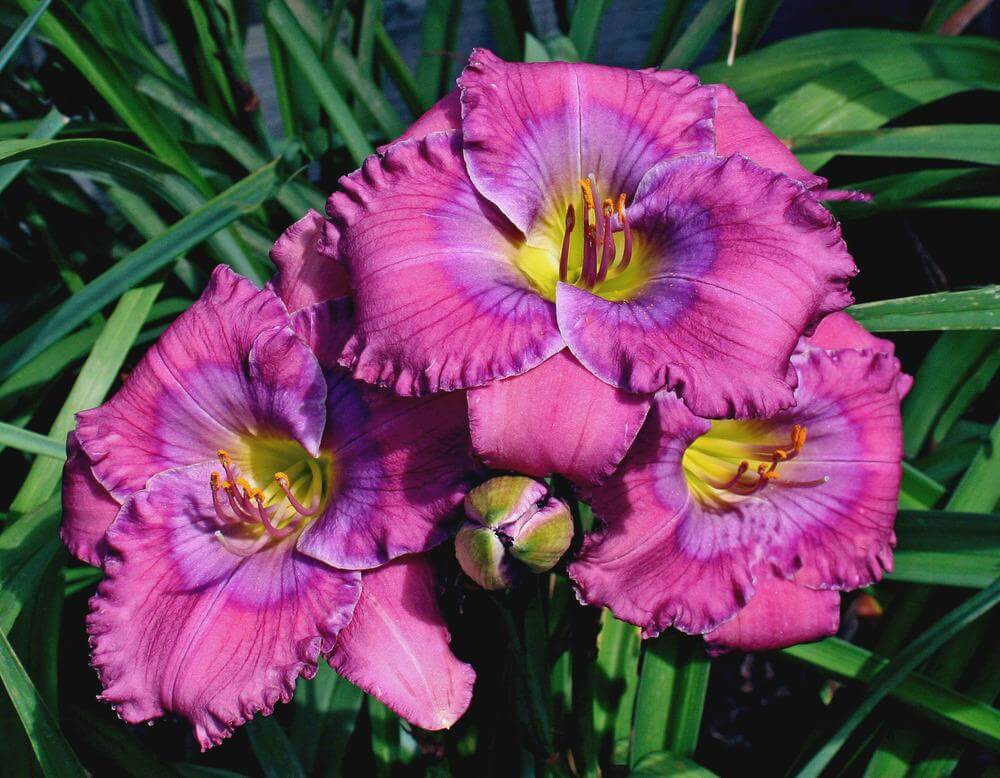 Blue Hemerocallis used in landscape planting