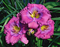 Blue Hemerocallis used in landscape planting