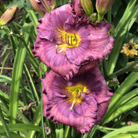 Ornamental Blue Hemerocallis flowering plant