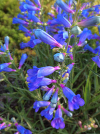 Non-GMO Blue Heterophyllus seeds
