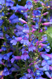 Ornamental Blue Heterophyllus foliage