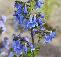 Blue Heterophyllus planting seeds for gardening