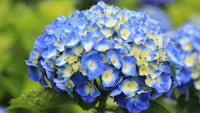 Blue & Yellow Hydrangea Flower seeds for Planting Garden Favorite Heirloom & GMO Free Seeds for Home Garden
 
 Sale
