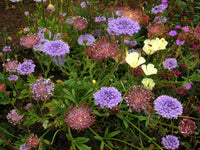 Ornamental Blue Lace Flower plant