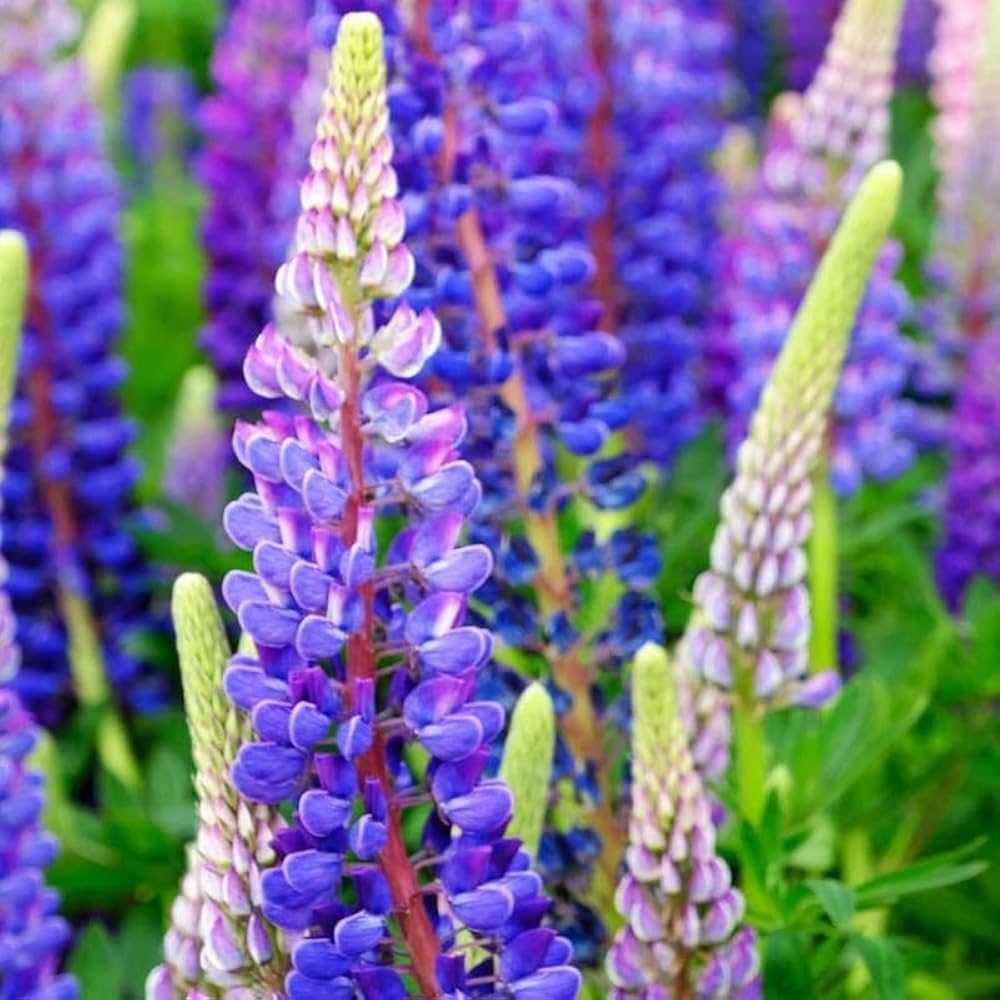 Ornamental Blue Lupine flowering plant