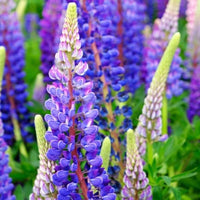 Ornamental Blue Lupine flowering plant