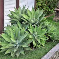 Blue Maguey Aloe indoor potted plant