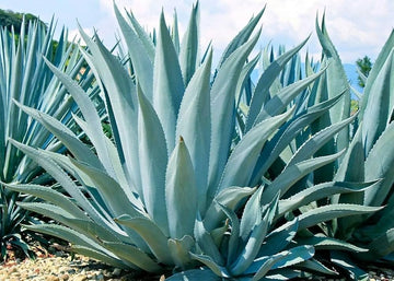 Blue Maguey Aloe plant seeds for planting
