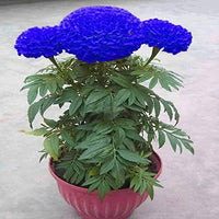 Blue Maidenhair flower seeds for planting