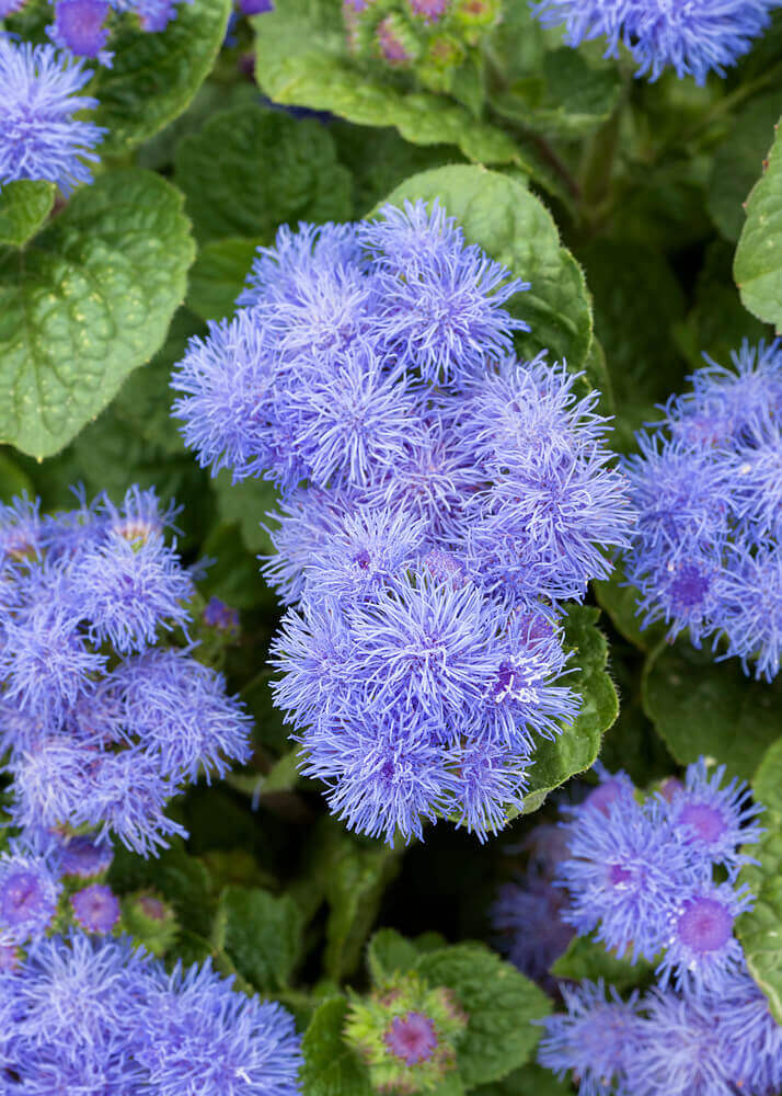Ageratum Flower seeds for Planting Fragrant Blossoms Heirloom & GMO Free Seeds for Home Garden