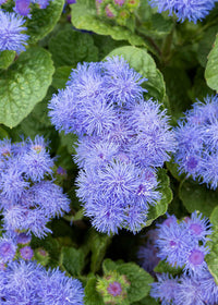 Ageratum Flower seeds for Planting Fragrant Blossoms Heirloom & GMO Free Seeds for Home Garden