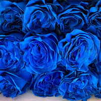 Blue Rose Flower Seeds  Cultivate Unique Blooms in Your Garden