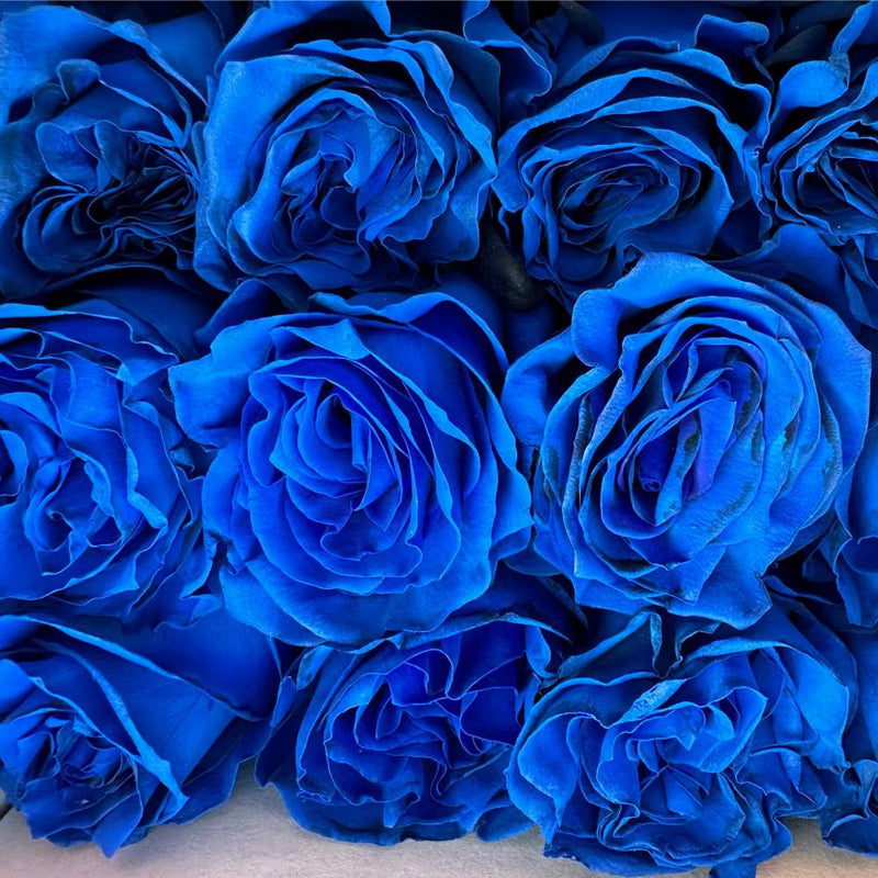 Blue Rose Flower Seeds  Cultivate Unique Blooms in Your Garden
