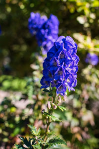 Ornamental Blue Monkshood seeds for gardens