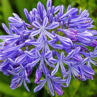 Blue Nile Agapanthus seeds for planting