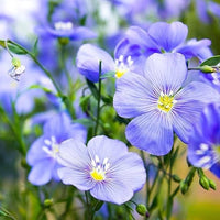 Blue Perennial Flower seeds for planting