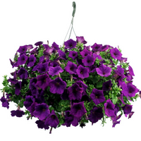 Violet Petunia Hanging Flower Seeds for Planting – Heirloom NONGMO Easy to Grow Garden Blooms 
 
 Sale
