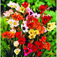 Ornamental Blue Red Sparaxis Tricolor for gardens