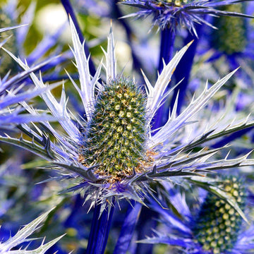 Blue Sea Holly seeds for planting