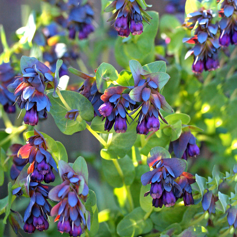 Blue Shrimp Flower seeds for planting