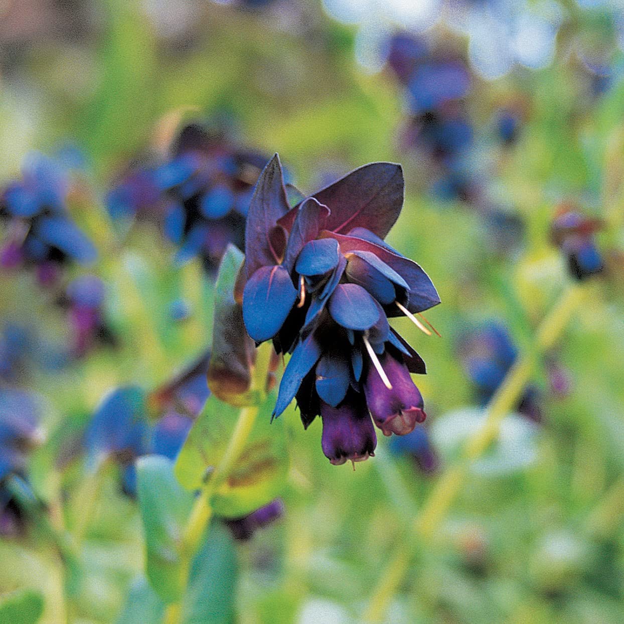 Ornamental Blue Shrimp Flower plant