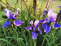 Blue Iris Seeds for Planting