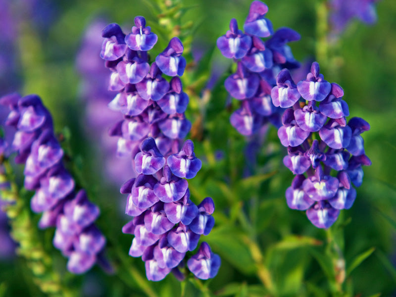 Blue Skullcap herbal garden plant