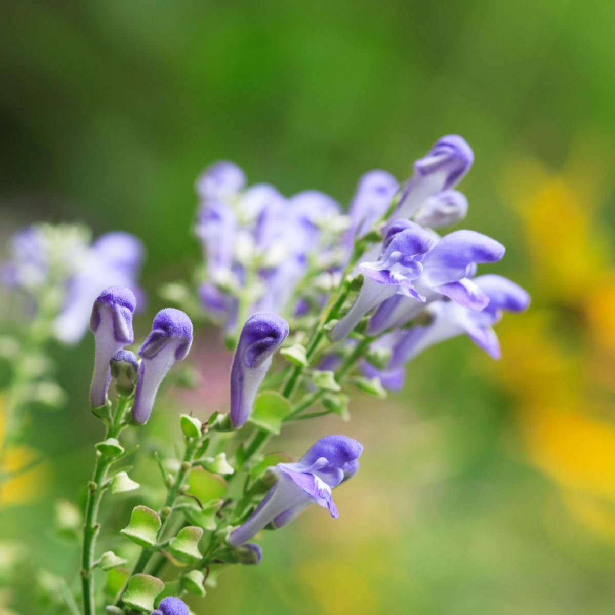 Non GMO Blue Skullcap seeds