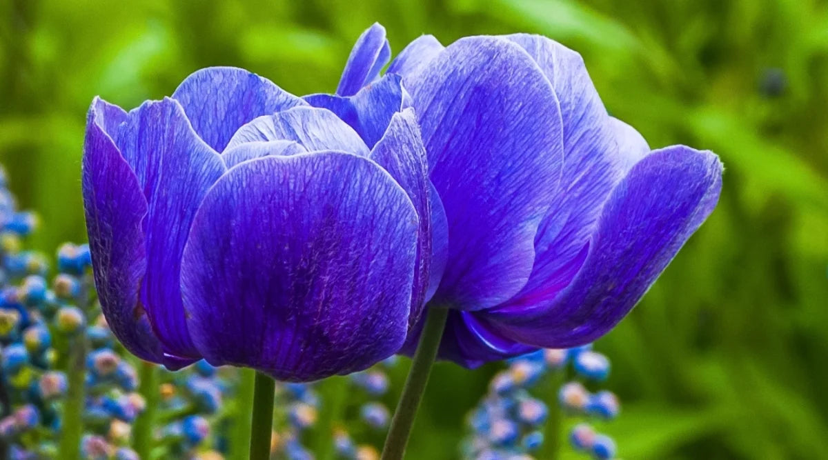 Tulip Blue Flower Seeds for Planting  Vibrant Blue Blooms for Your Garden