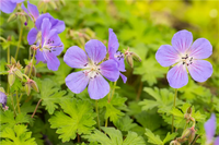 Ornamental Blue Univalve Geranium for gardens