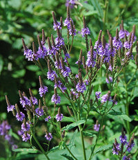 Blue Vervain Flower seeds for Planting Bright Blooms Heirloom & GMO Free Seeds for Home Garden 
 
 Sale