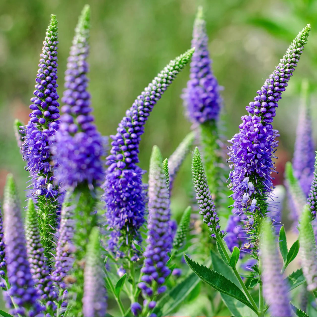 Veronica Flower seeds for Planting - Shade Tolerant, Heirloom & GMO Free Seeds for Home Garden