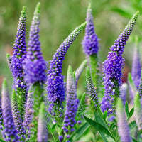 Veronica Flower seeds for Planting - Shade Tolerant, Heirloom & GMO Free Seeds for Home Garden