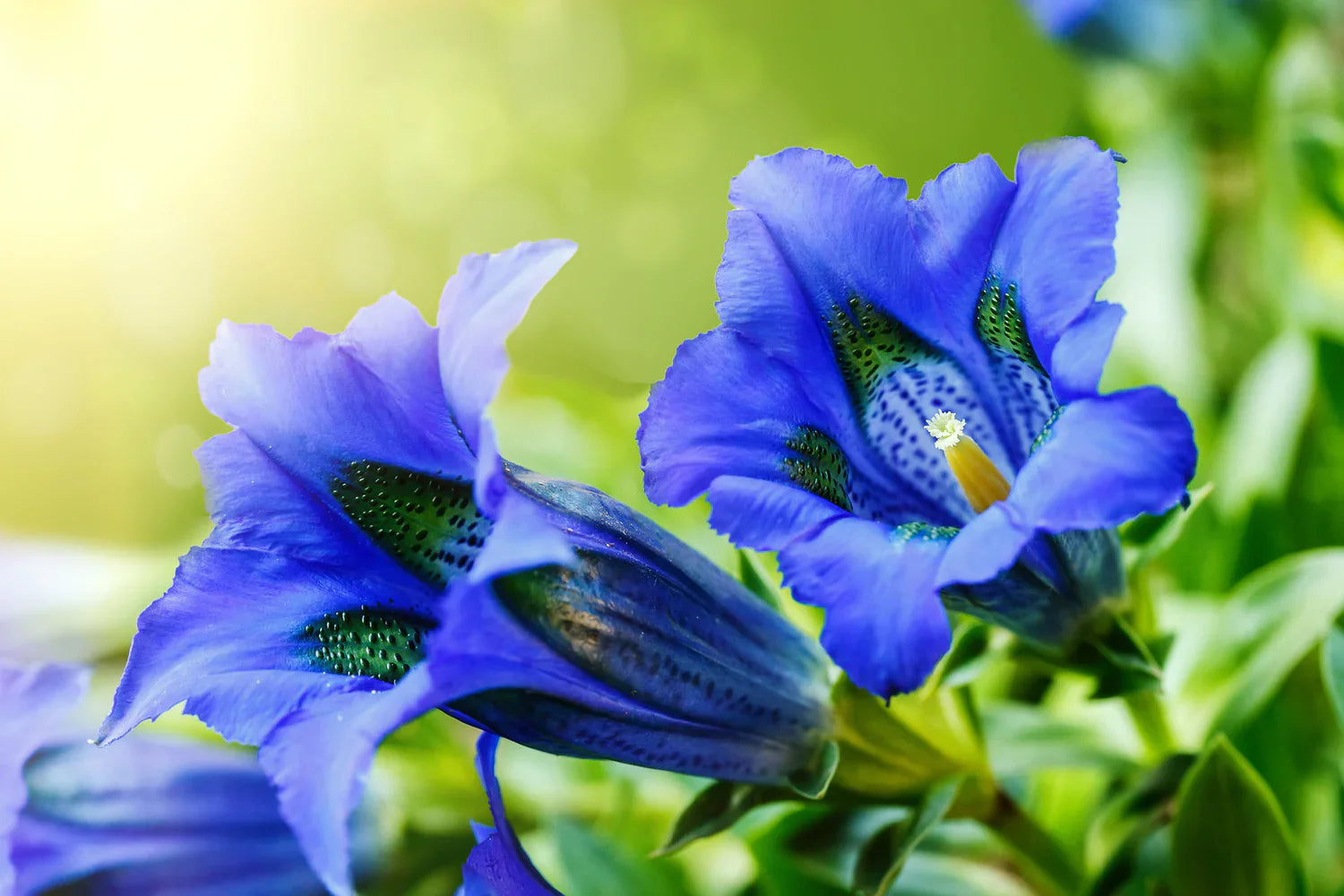 Blue White Gentian in rock garden planting
