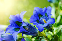 Blue White Gentian in rock garden planting