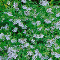 Ornamental Blue Woodruff groundcover plant