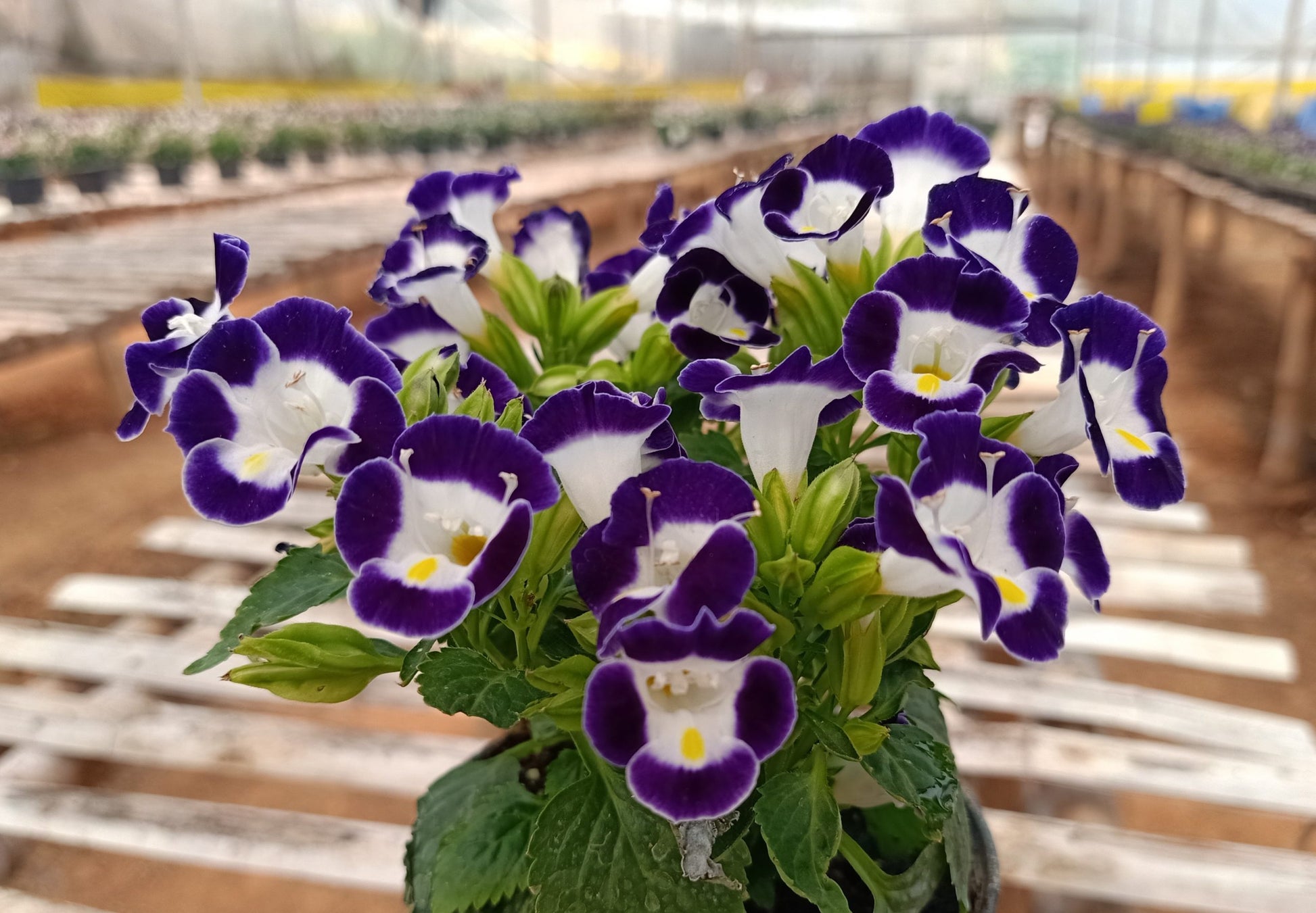 Torenia Kauai Flower seeds for Planting Long Bloom Season Heirloom & GMO Free Seeds for Home Garden