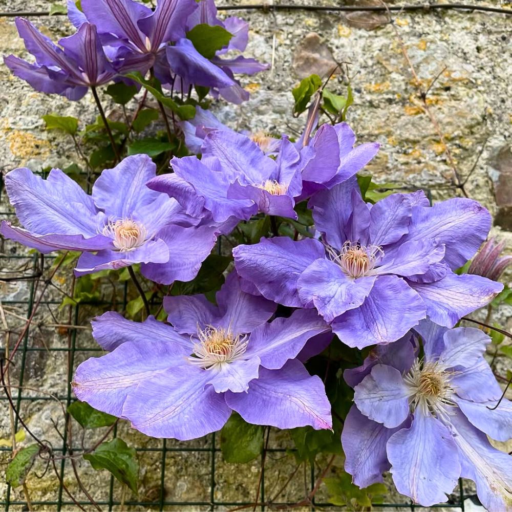 Sky Blue Clematis Hybridas Flower seeds for Planting - Garden Favorite, Heirloom & GMO Free Seeds for Home Garden