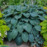 Green Blue Hosta Flower seeds for Planting - Long Bloom Season, Heirloom & GMO Free Seeds for Home Garden