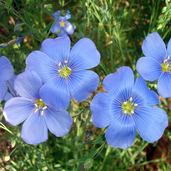 Blue Linum Lewisii Flower seeds for Planting - Bright Blooms, Heirloom & GMO Free Seeds for Home Garden
 
 Sale