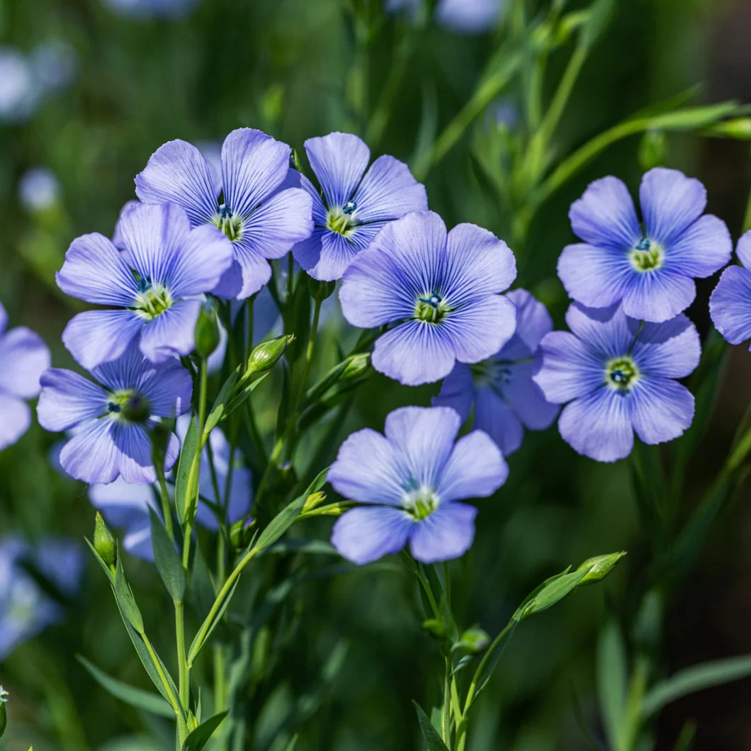 Blue Linum Flower seeds for Planting - Cut Flower Favorite, Heirloom & GMO Free Seeds for Home Garden