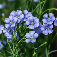 Blue Linum Flower seeds for Planting - Cut Flower Favorite, Heirloom & GMO Free Seeds for Home Garden