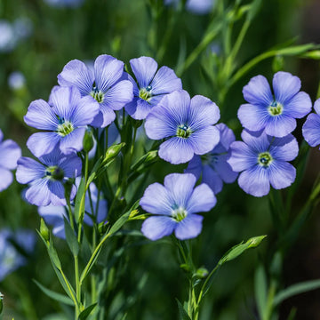 Blue Linum Flower seeds for Planting - Cut Flower Favorite, Heirloom & GMO Free Seeds for Home Garden