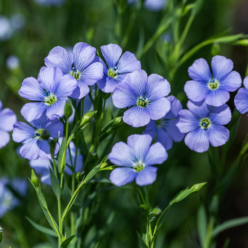 Blue Linum Flower seeds for Planting - Cut Flower Favorite, Heirloom & GMO Free Seeds for Home Garden